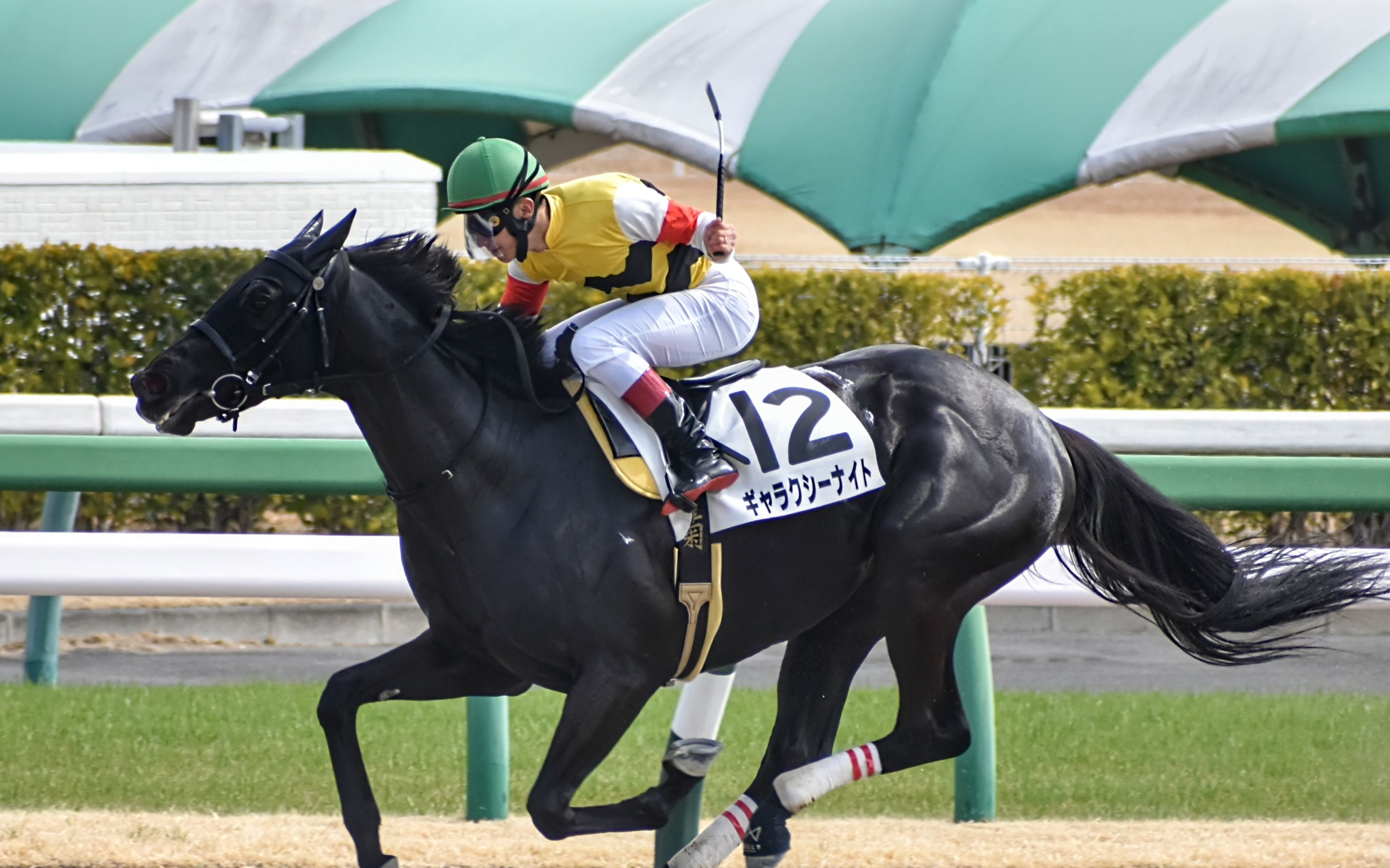 【日本赛马】3月13日 中山6r 3岁一胜 ギャラクシーナイト(银河骑士)