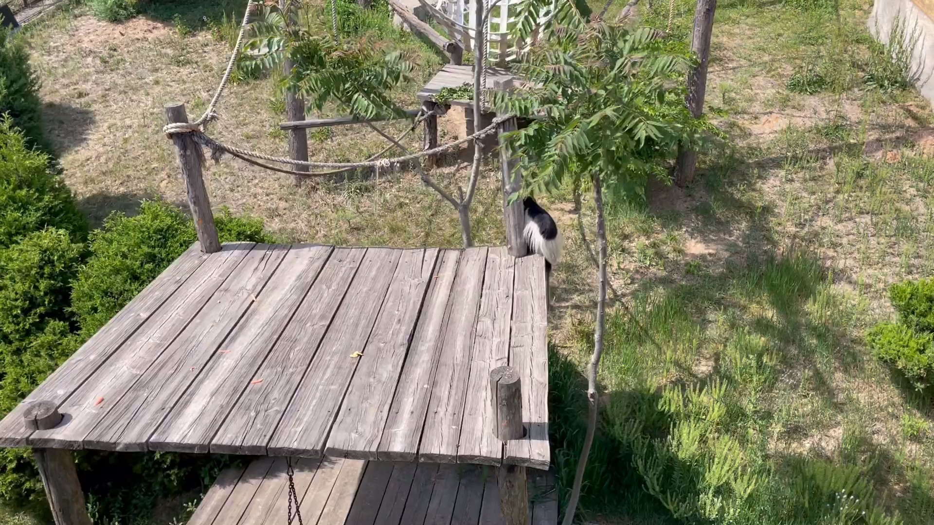 大连森林动物园i 快乐灵长园(投喂爱好者的天堂)