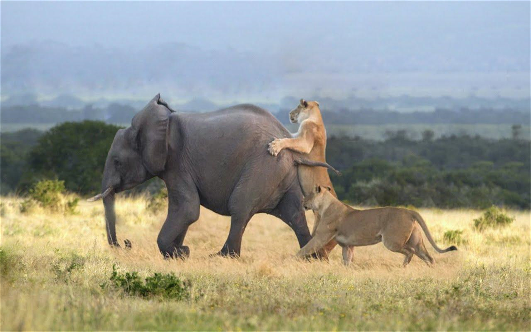 狮子为了领地而战,挑战强大的大象,结果证明了自己!