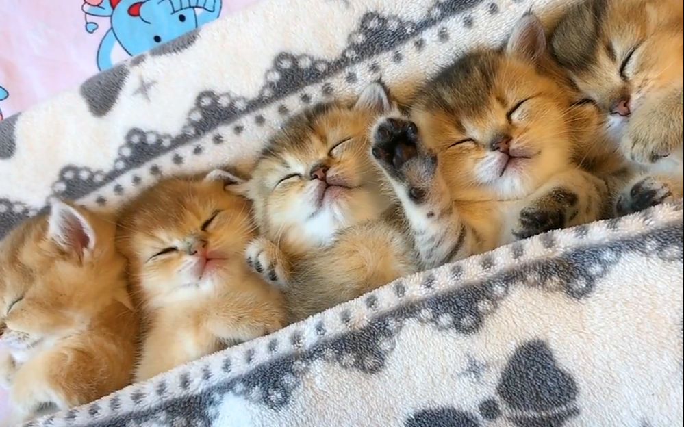 猫咪排排睡,主人给小猫们安排睡在一起,太可爱了