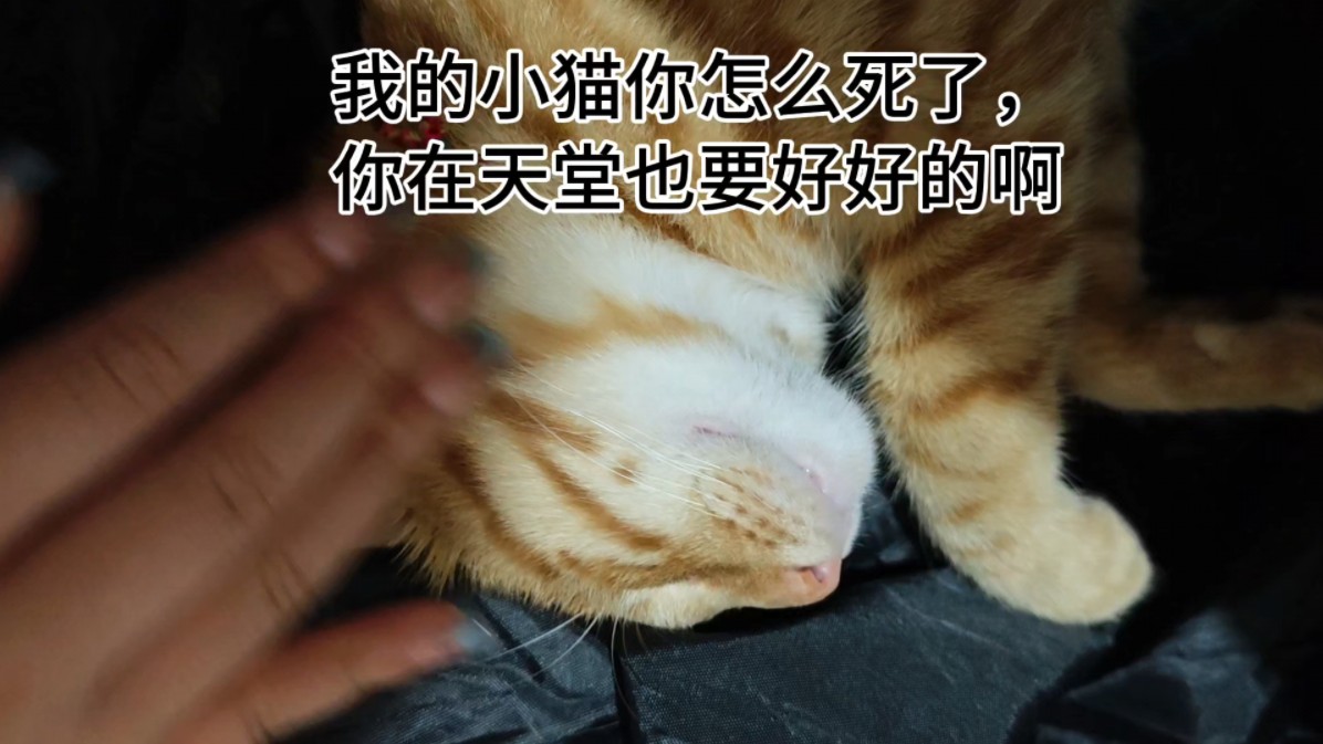 我家的小猫死了哔哩哔哩bilibili