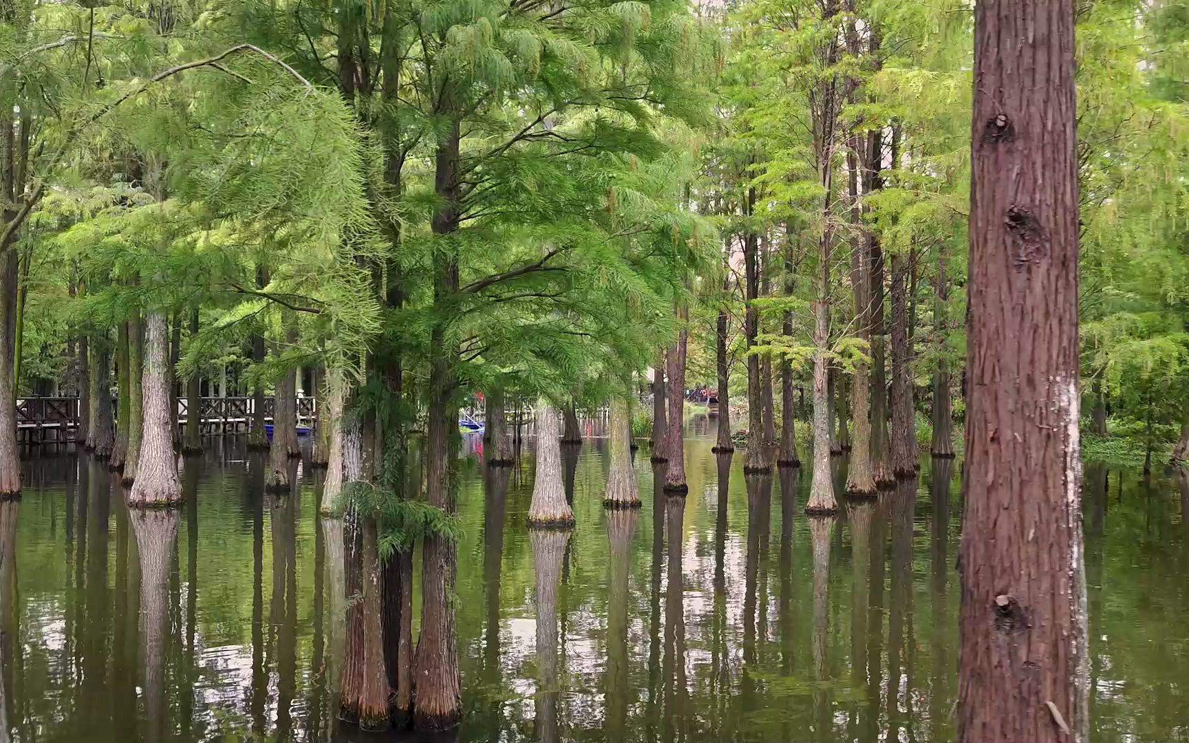 青西郊野公园 - 朱家角