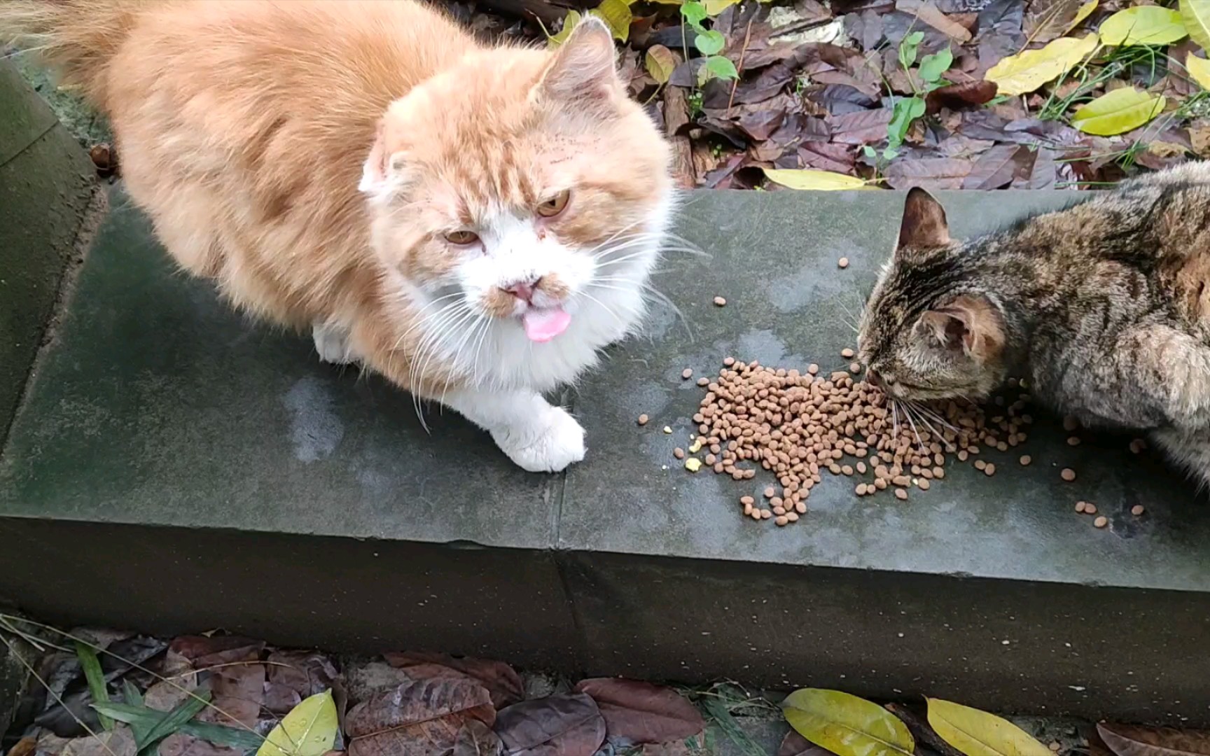 不愧是橘猫,这狼吞虎咽的,小狸子只吃到一丢丢肉.