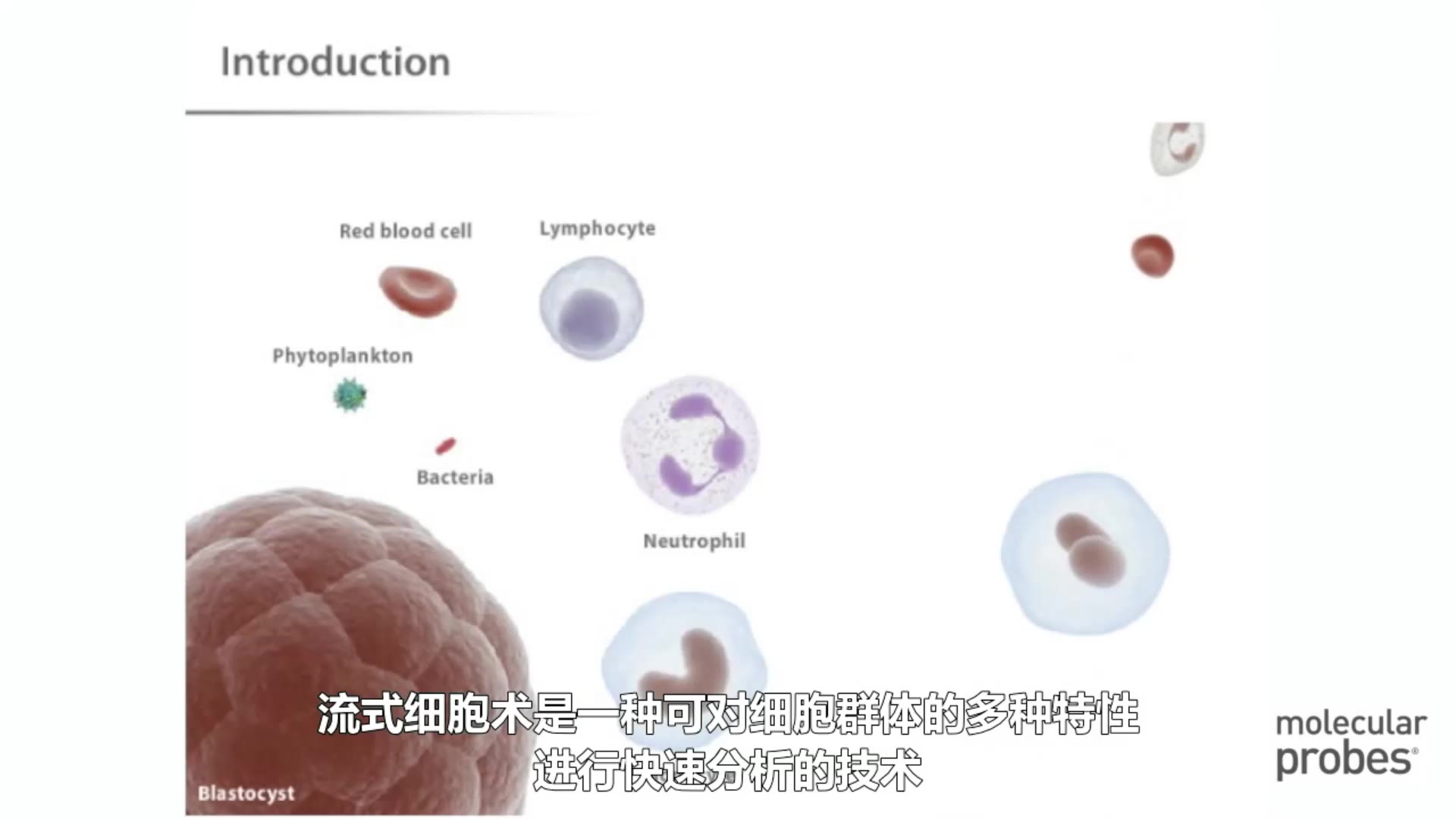 流式细胞术结果数据分析Analyzing flow cytometry data哔哩哔哩bilibili