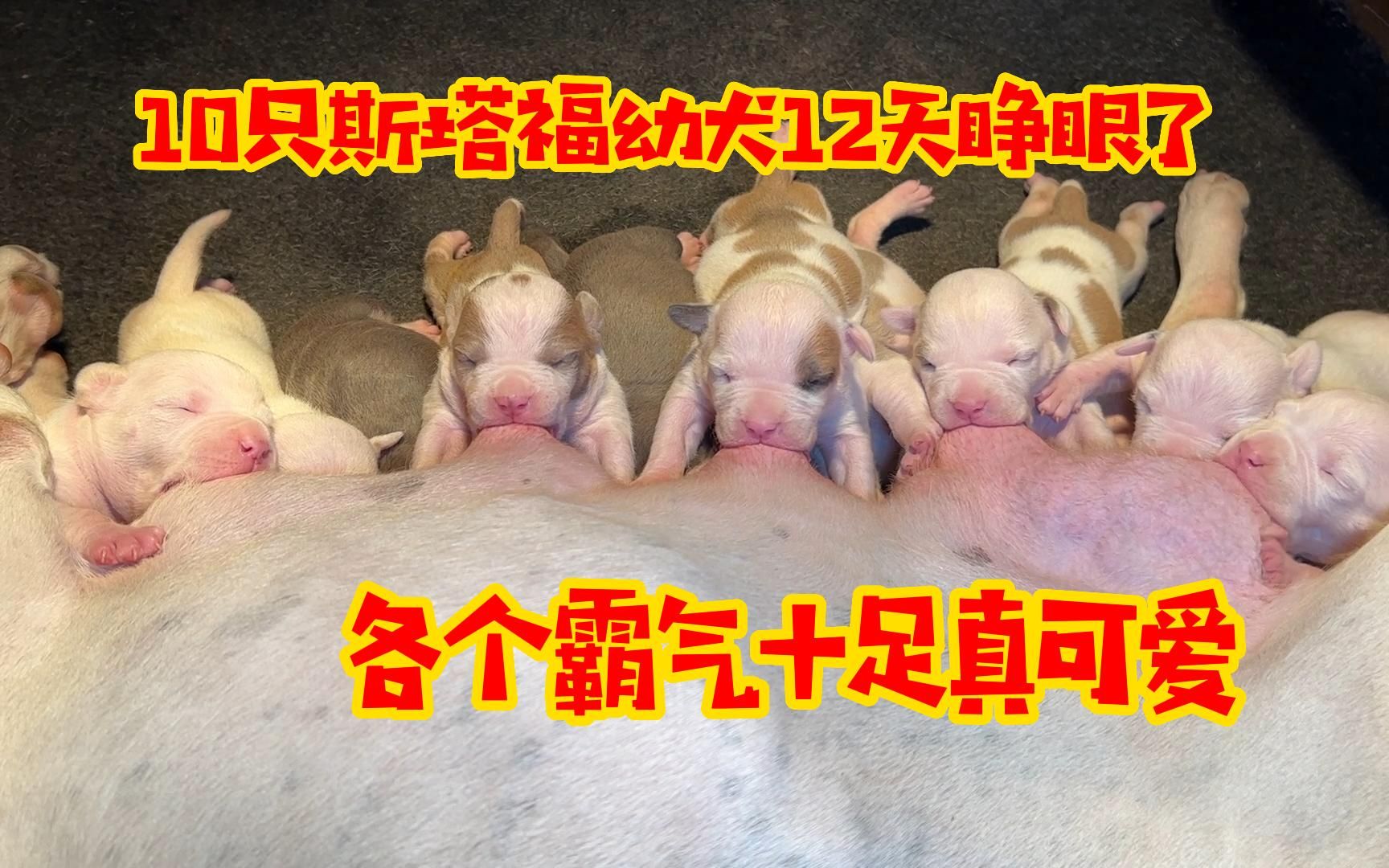 12天的斯塔福幼犬开始睁眼了,吃奶你争我抢,各个霸气十足真可爱哔哩哔哩bilibili