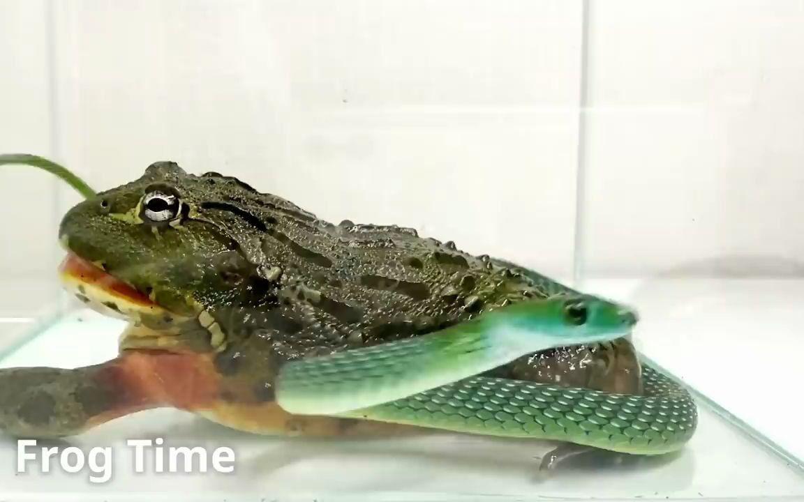 小青大战非洲牛蛙,最终惨遭毒手