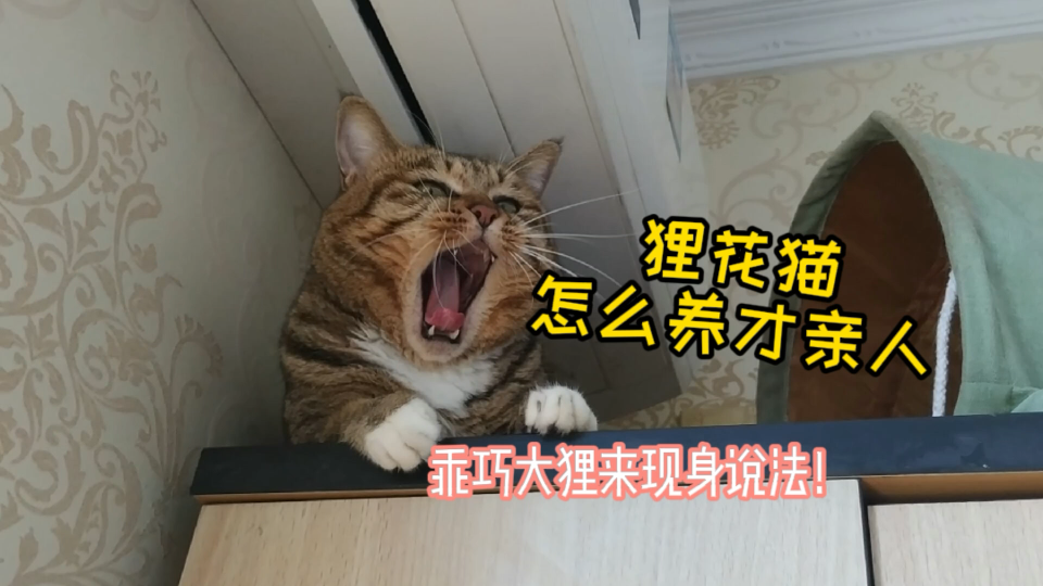 狸花猫怎么养才亲人?哔哩哔哩bilibili