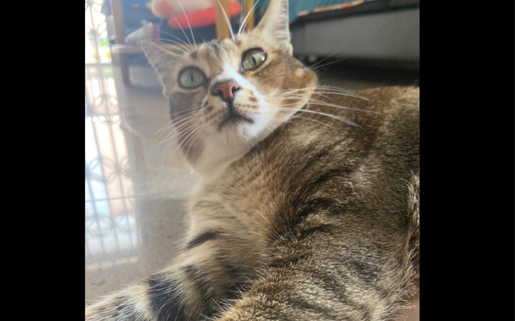 【细佬日记】喜欢拖鞋,广东猫实锤了