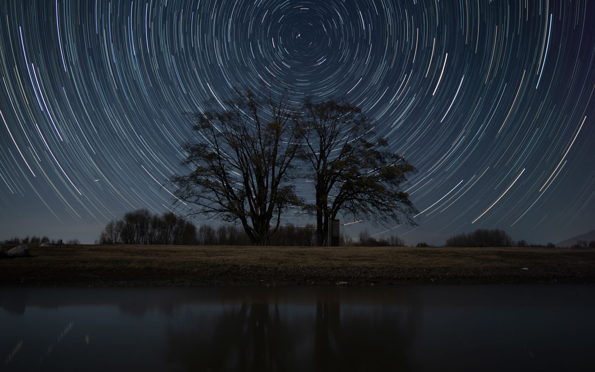 星空下的喜洲双生树