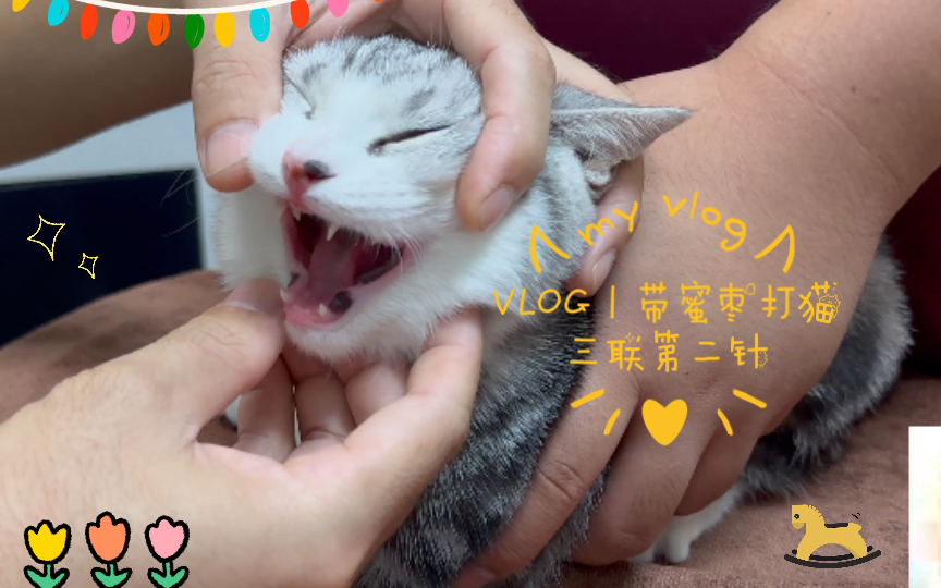 VLOG|带蜜枣打猫三联第二针哔哩哔哩bilibili