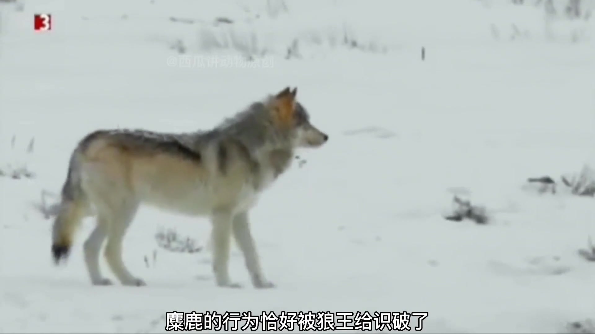 [图]狼王带领狼群——雪地中追杀麋鹿现场！