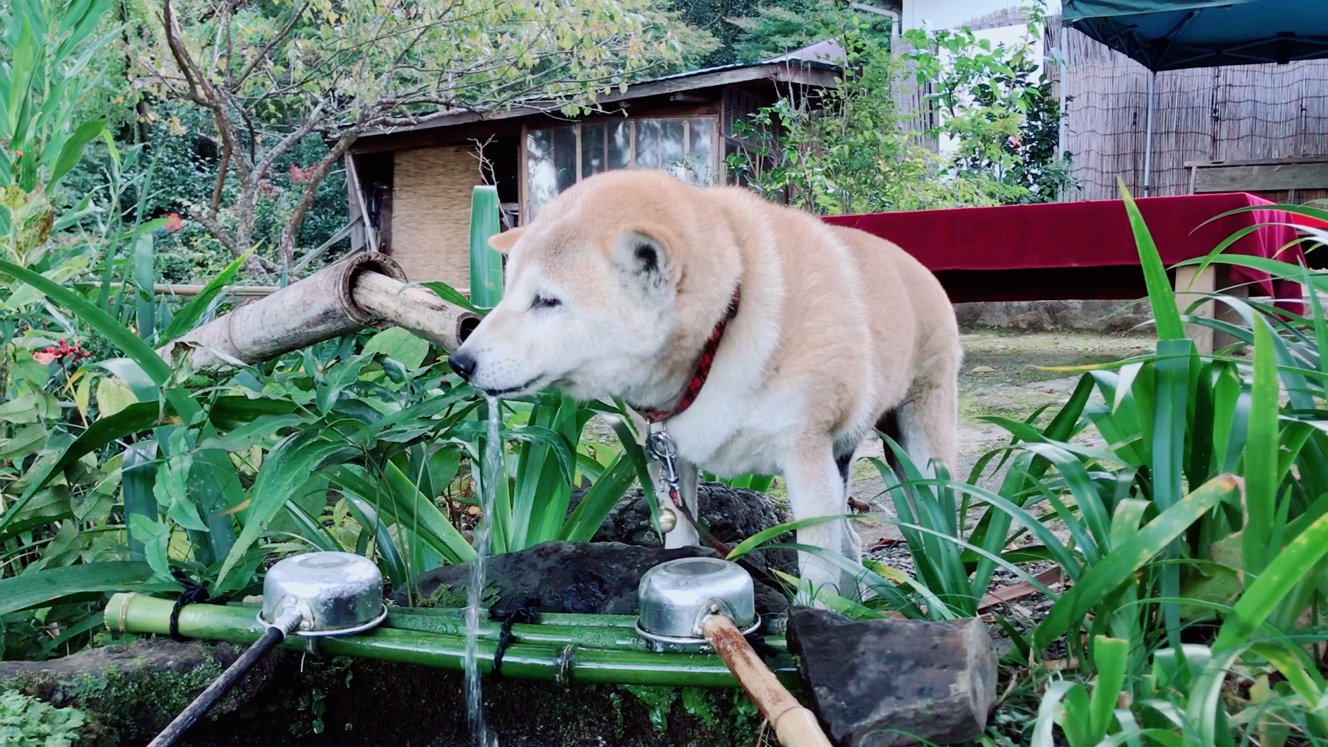 萌宠小宇宙# #汪星人# #柴犬狗狗喝水# #京都# #岚山#_哔哩哔哩 (゜