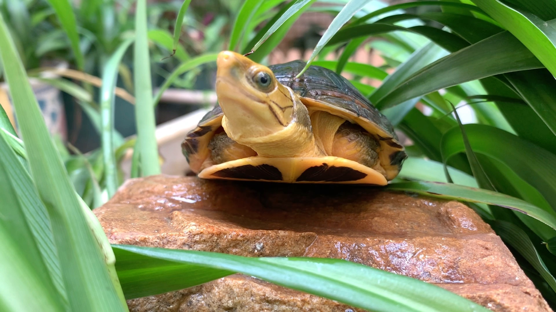 金钱龟之中的王者:金头闭壳龟