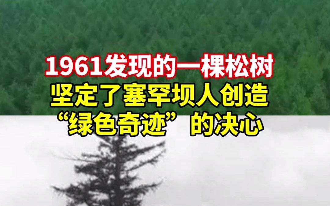 [图]几十年前发现的一棵松树，坚定了塞罕坝人创造“绿色奇迹”的决心