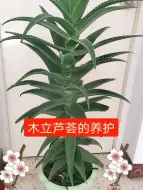 Tải video: 芦荟的养护 ，一米高