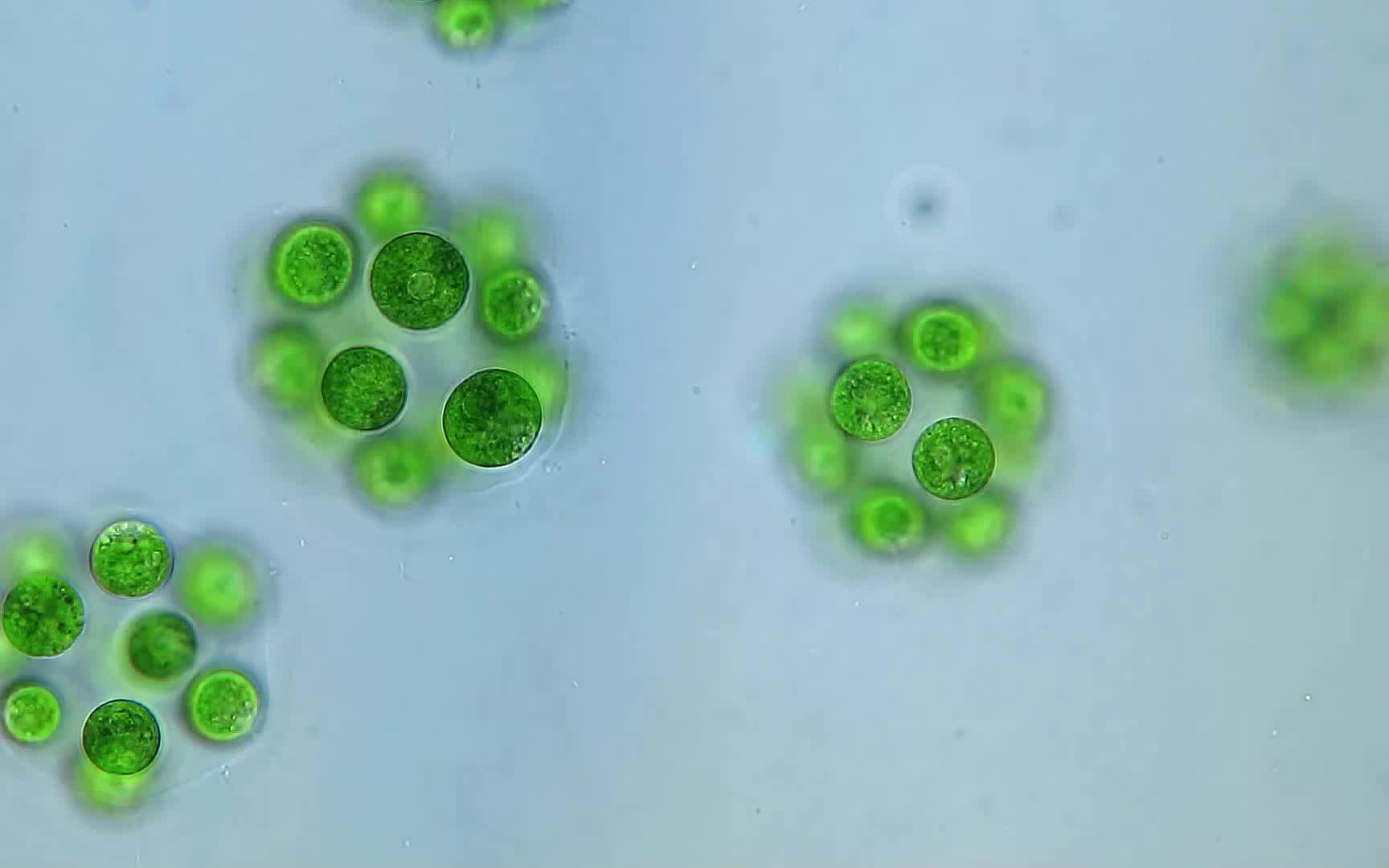 另一个世界525倍镜下的空球藻长什么样