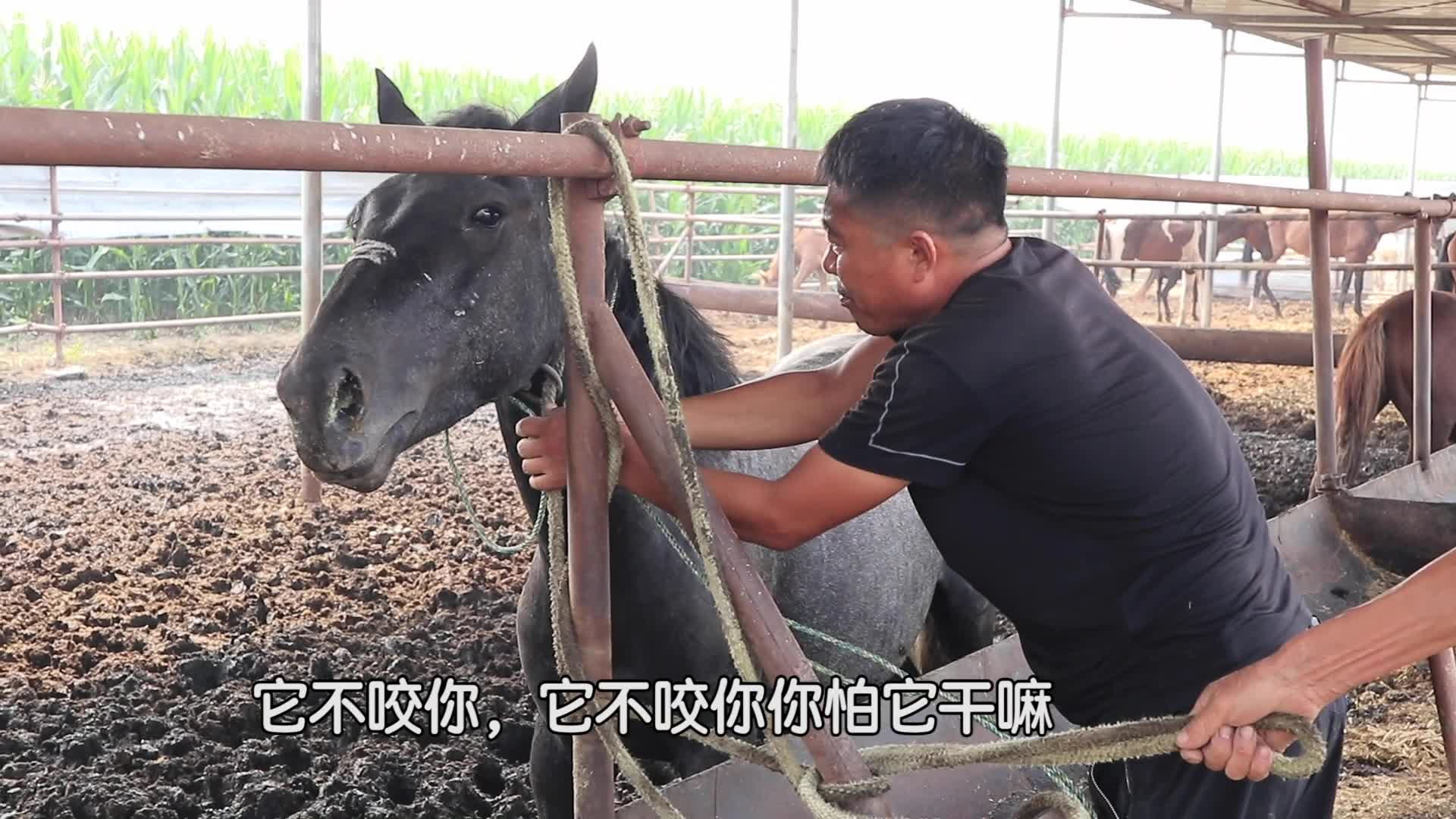 马圈里面选马套马,系笼头也是个技术活,有些马就是不配合哔哩哔哩bilibili