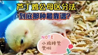 芦丁鸡分辨公母到底哪个方法靠谱？看围脖看翅膀翻肛，你知道几种