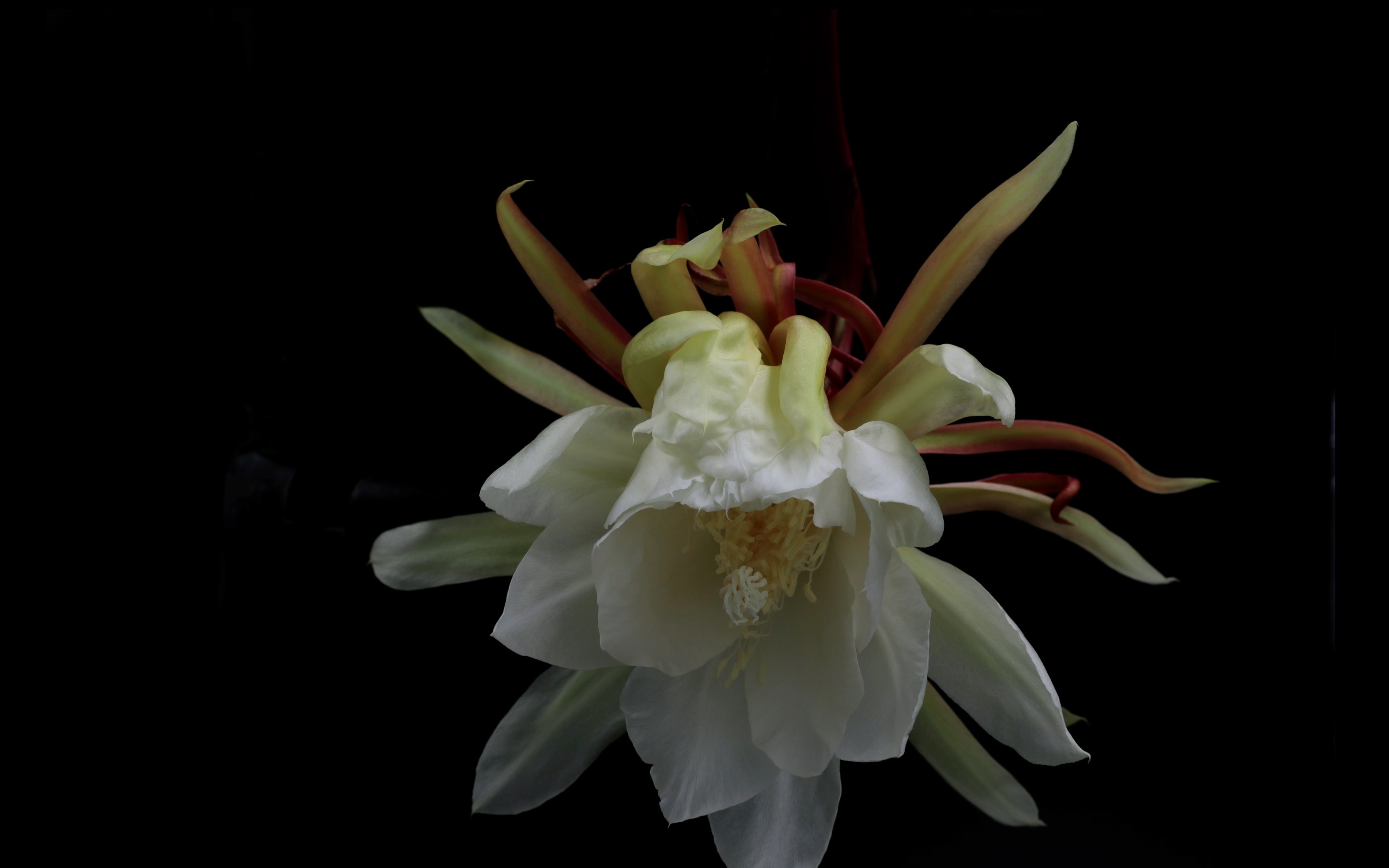 【4k】快来看昙花一现