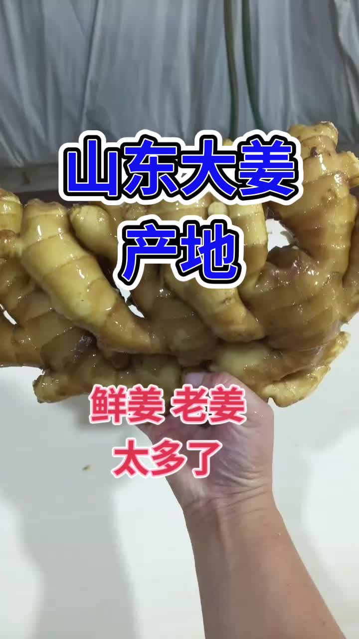 山东大姜滚蛋了图片