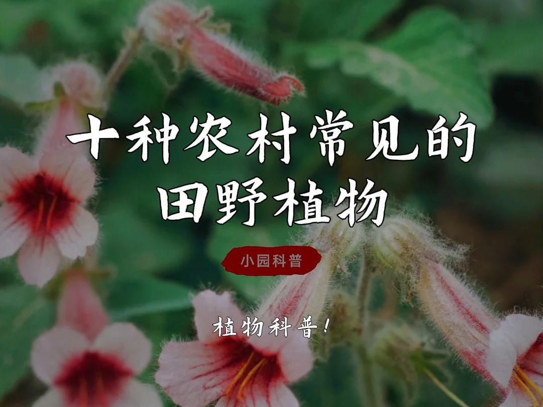 十种农村常见的田野植物,你熟悉的有多少?哔哩哔哩bilibili