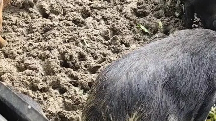 [图]《川爹记》牌四川农家柴火烟熏黑猪腊肉香肠系列。