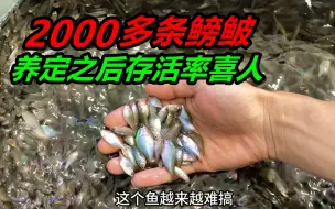 Download Video: 挑战将2000多条鳑鲏鱼，进行高密度饲养，并且能够大量存活