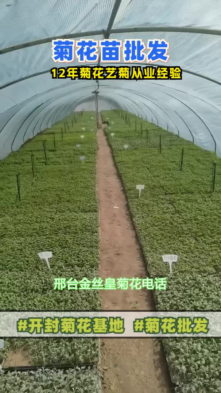 邢台金丝皇菊花电话,景观菊花,绿雕菊花,厂家专业设计,施工,一站式服务商免费设计,来图定制,上门策划,景观菊花布展想下次找到我们的,点赞加...