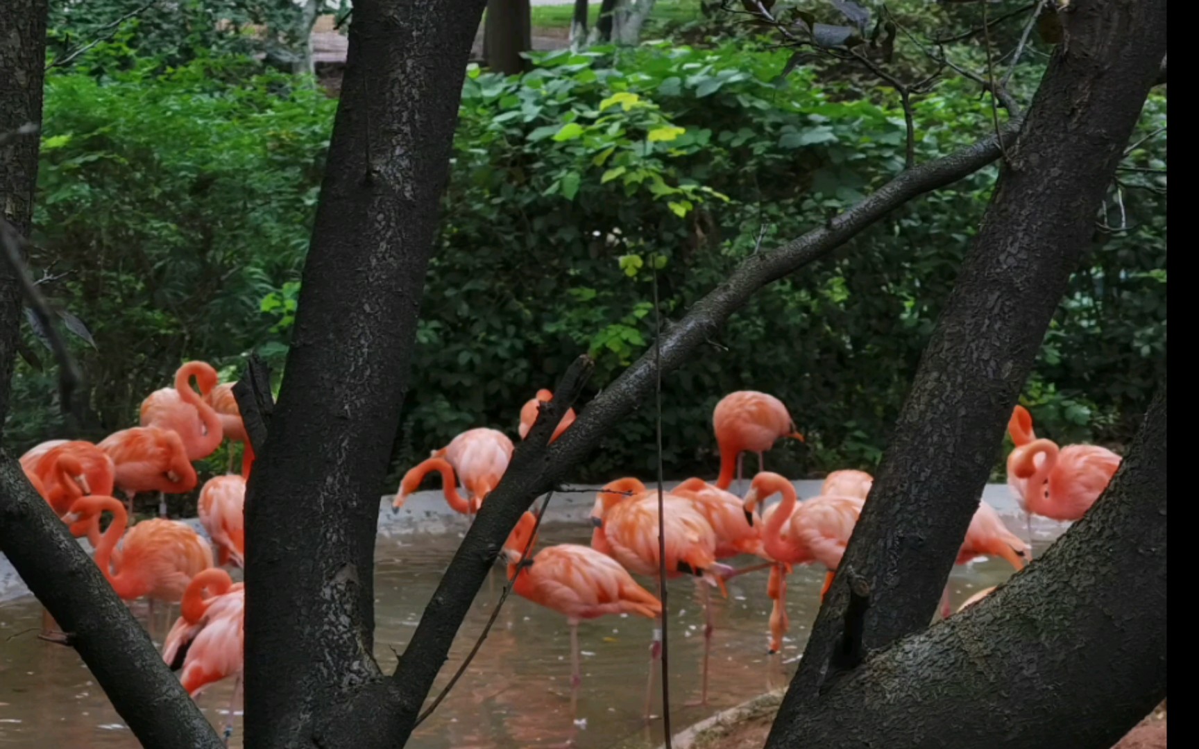 [图]长沙生态动物园—火焰鸟