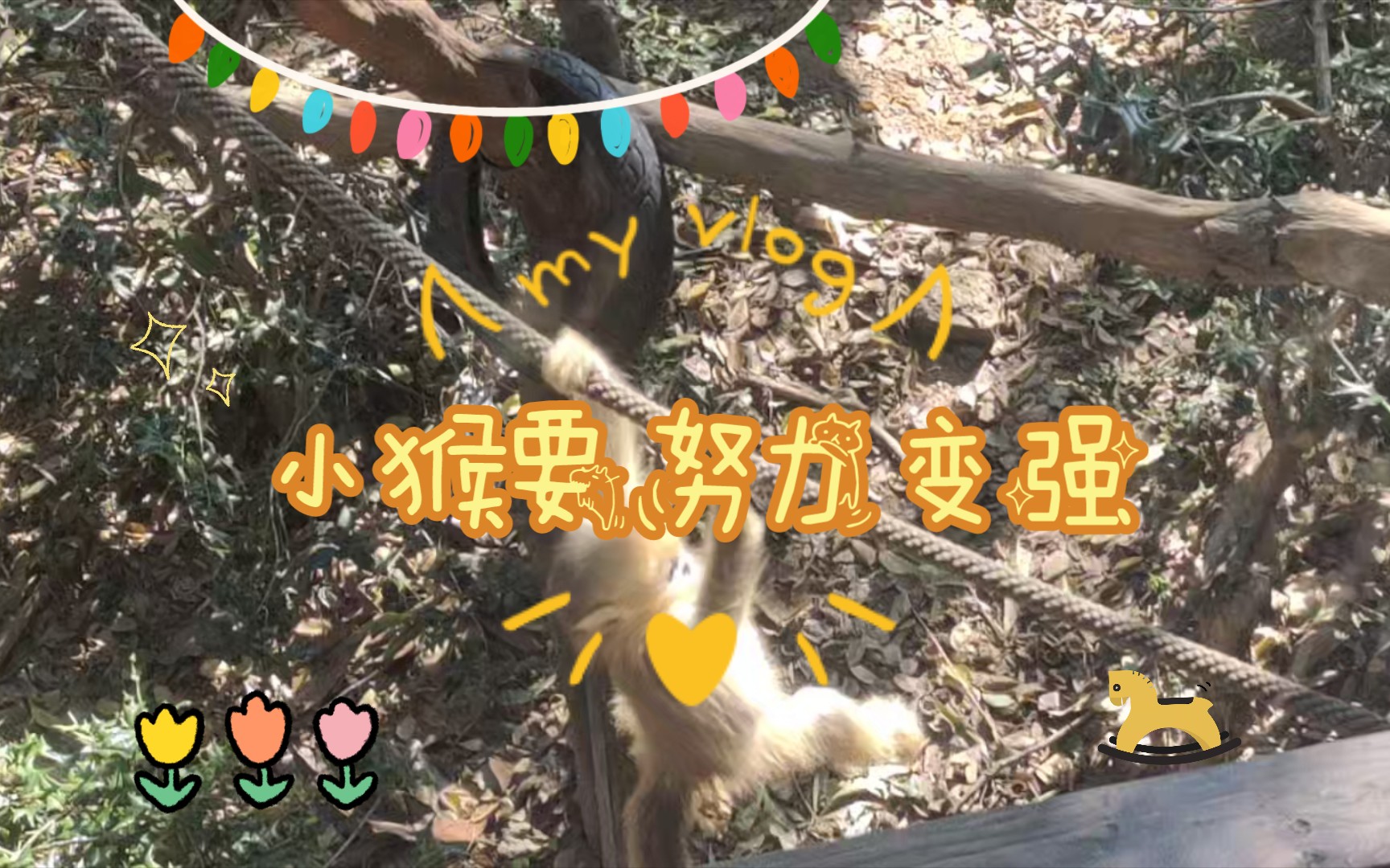 小猴要努力变强!