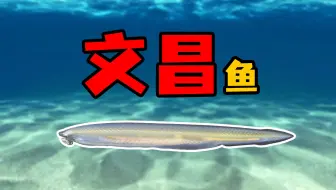 【神奇动物在这里】文昌鱼——没有头的神奇动物