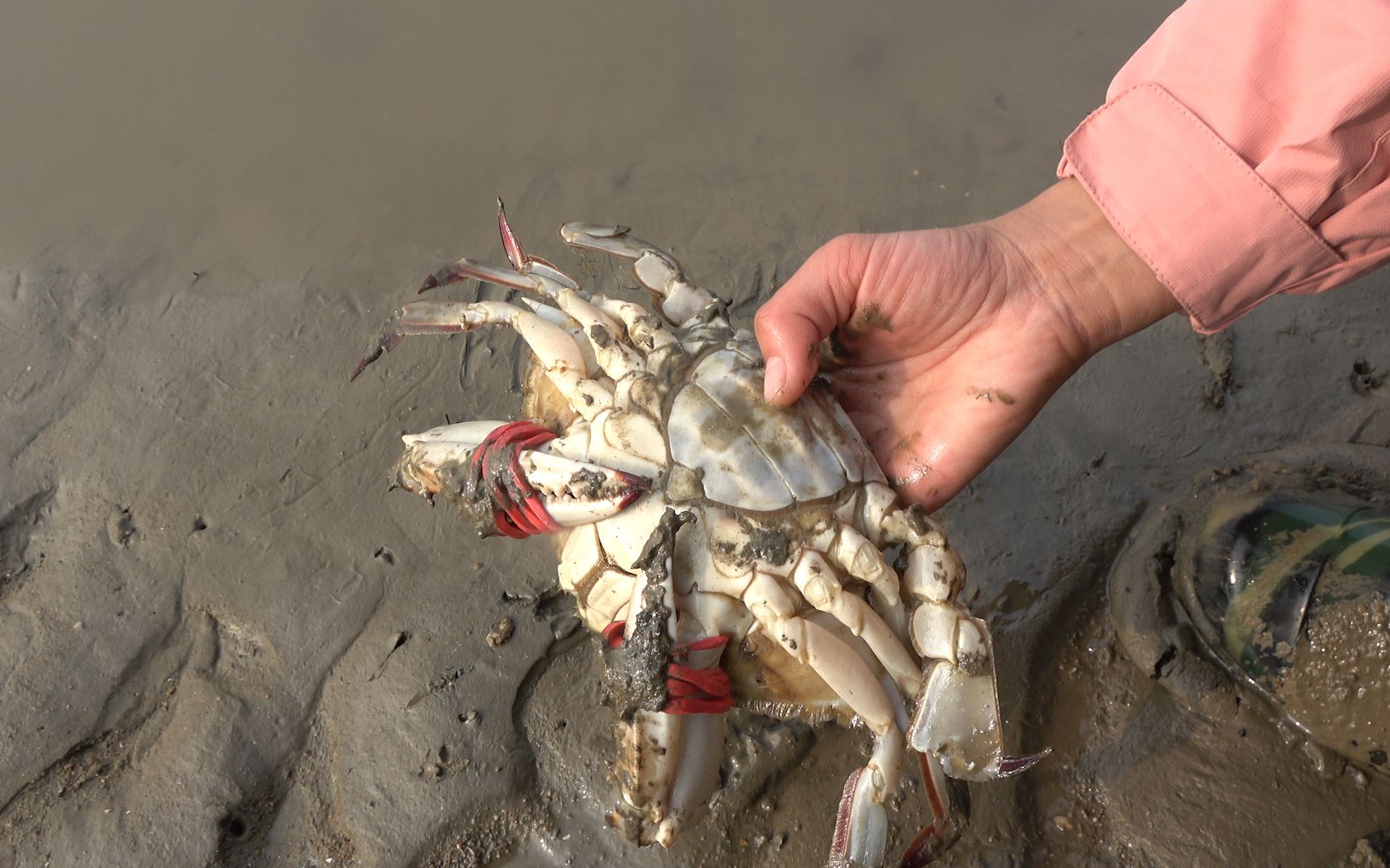大梅赶海随便捡了一只1斤多梭子蟹,带回家一蒸,膏多肉肥吃爽了