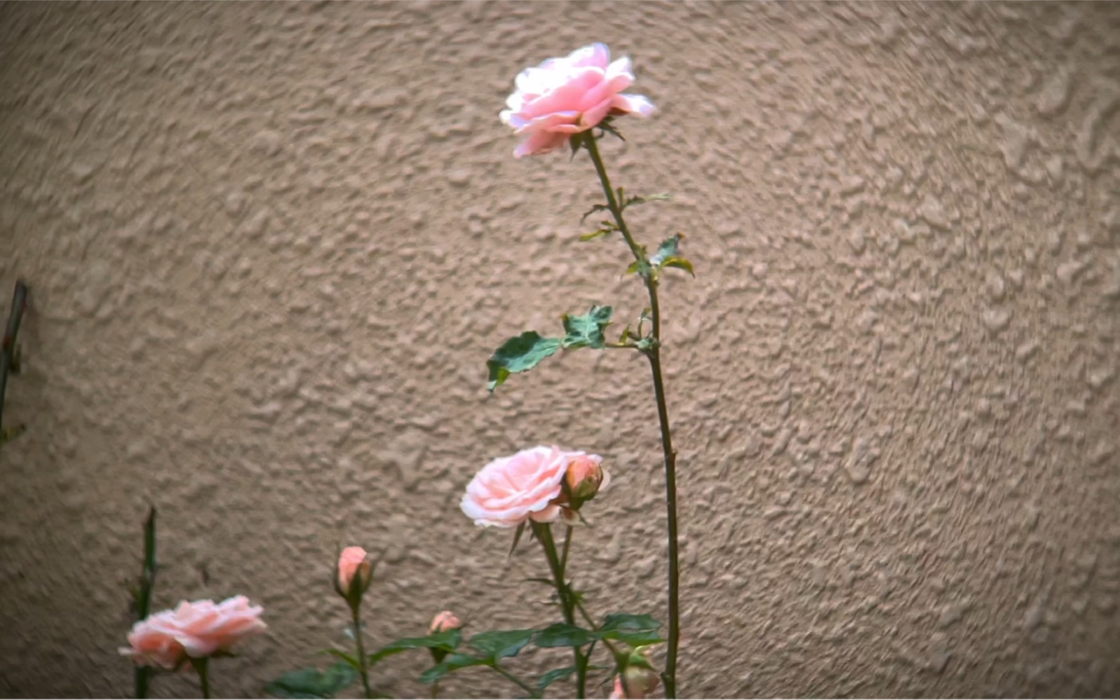 [图]《百花开 春满园》手机随拍