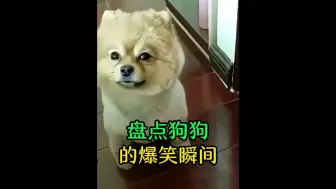 盘点狗子的爆笑瞬间