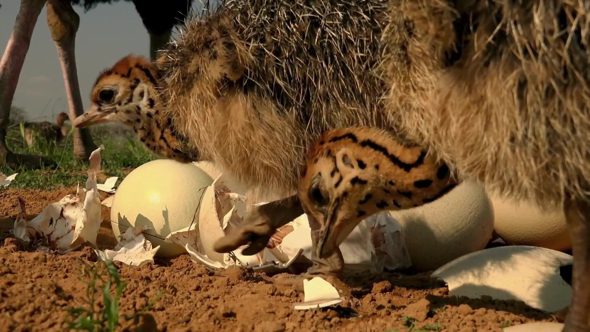新鲜的鸵鸟宝宝出壳了