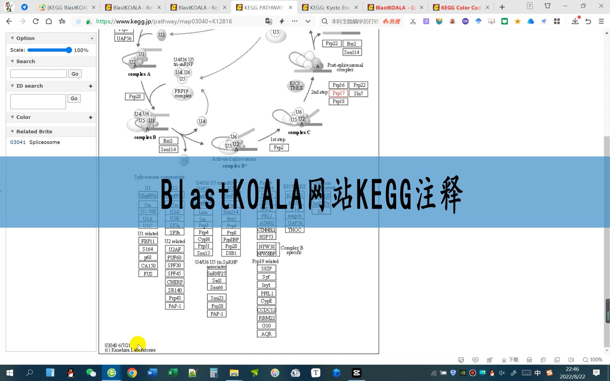 [图]BlastKOALA网站KEGG注释