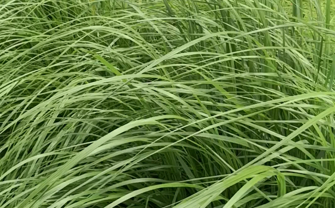 狼尾草(狗尾巴草)