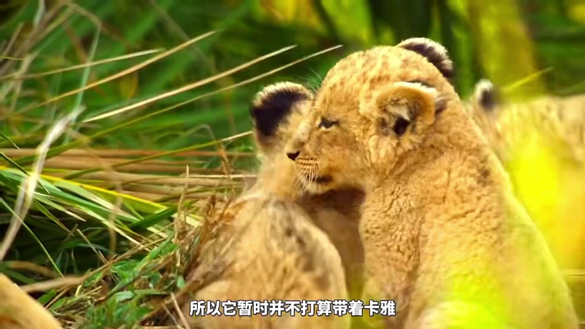 野生动物幼崽纪录片图片