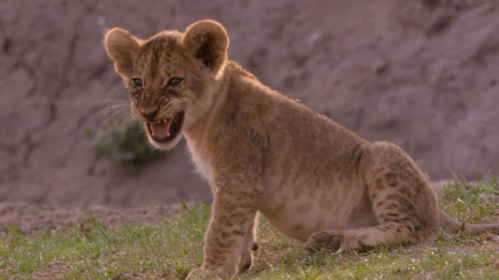 妈妈并不恨我，只是不在乎，一种连恨都没有的彻底终结