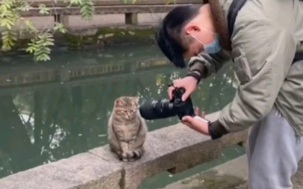 [图]震 惊 猫 猫 一 整 年！！！