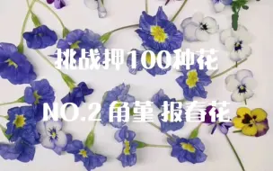 【押花】挑战押100种花—NO2. 报春花