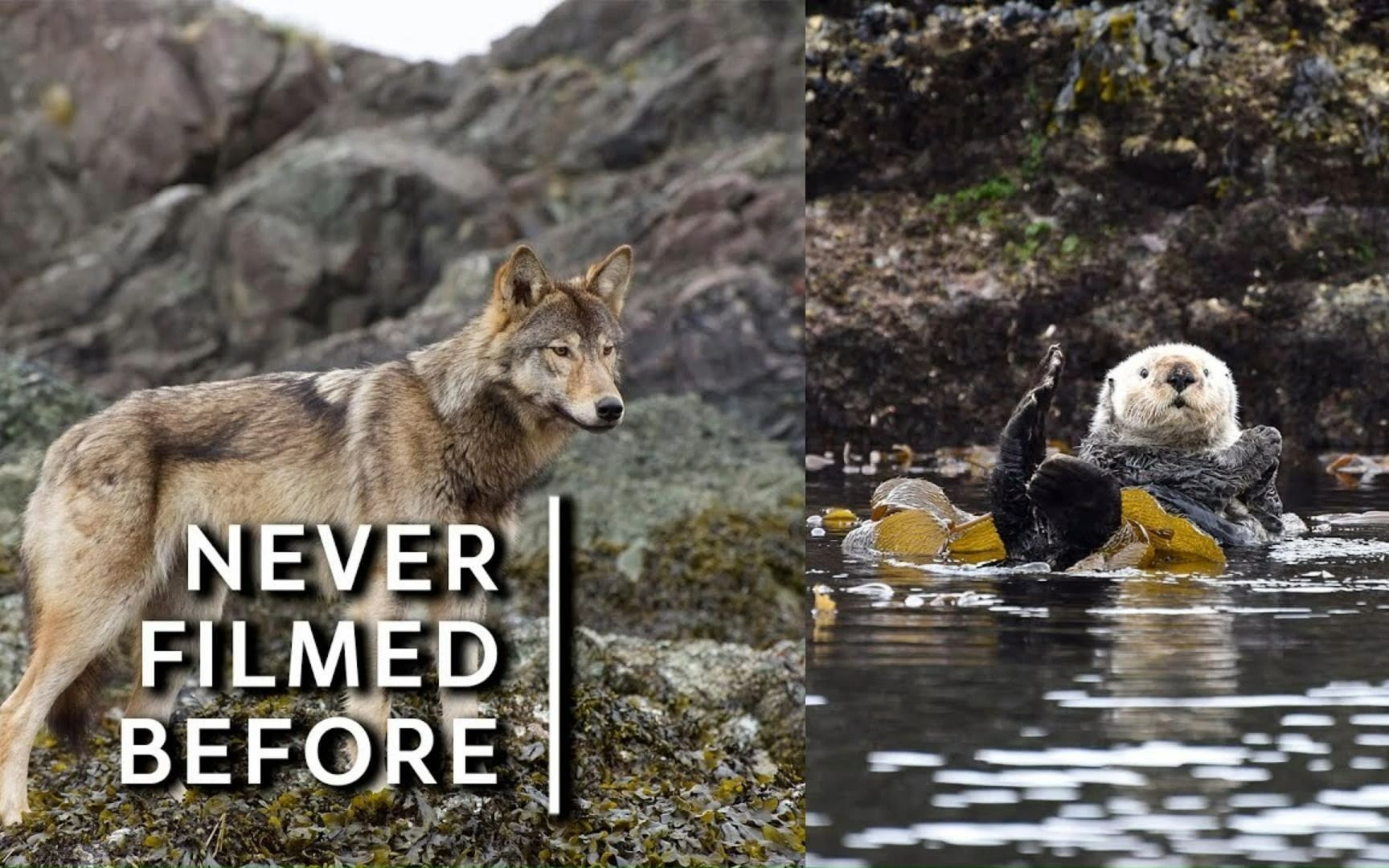 【动物纪录】[中英双字] 首次记录海狼捕食海獭 | Never filmed before  Sea wolves prey on sea otters哔哩哔哩bilibili