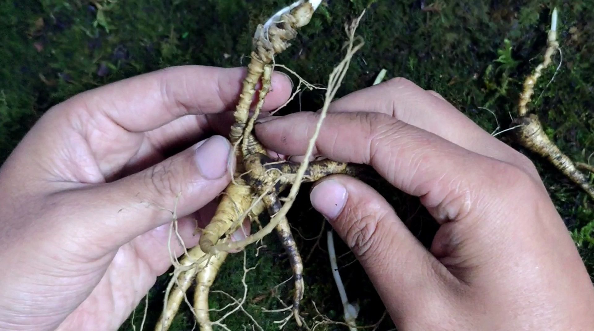 参芦头功效(参芦头功效大揭秘,让你健康美丽)