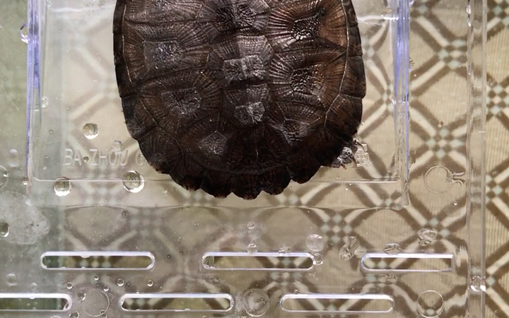 棱背侧颈龟慢悠悠的准备下水了.