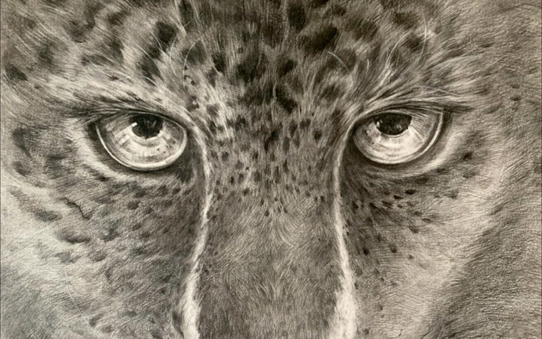 动物素描 手绘 豹