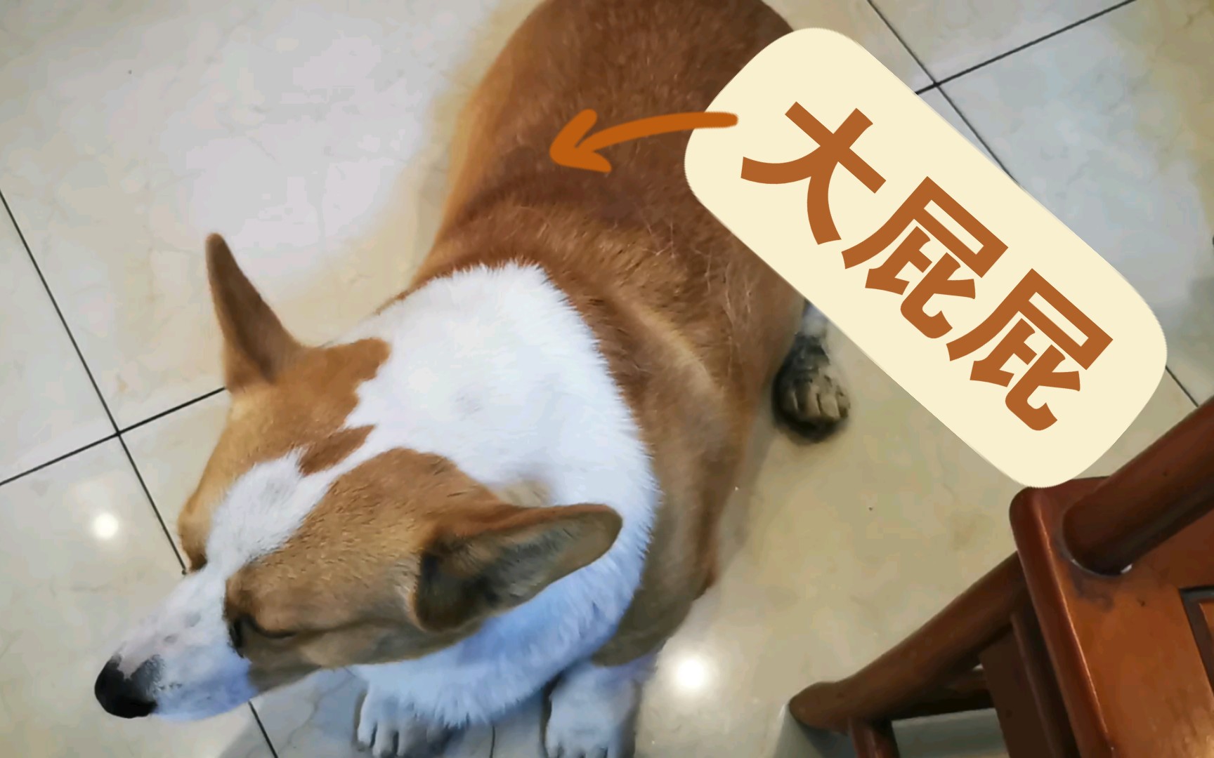 柯基胖成猪图片