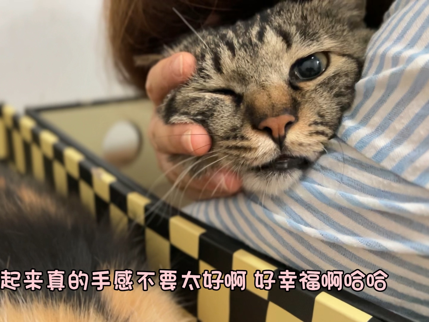 地库流浪猫|第3季23第242天,来个爱的抱抱吧库库,太给面子了库库 库库好棒哔哩哔哩bilibili