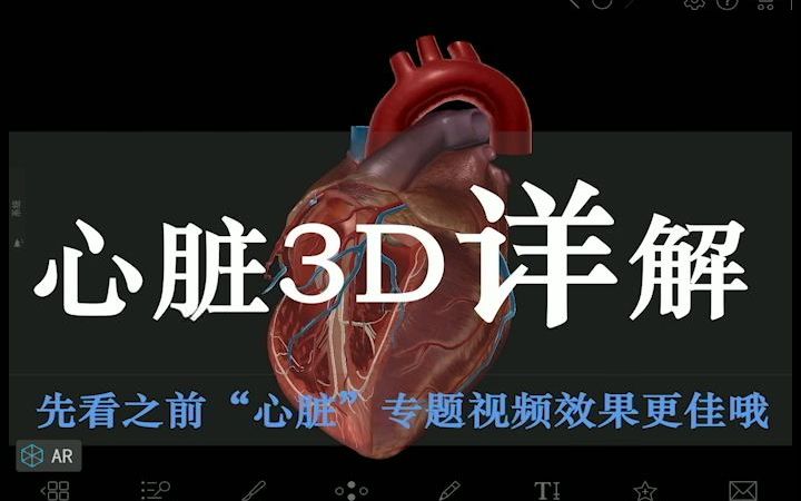 [图]【人解三分钟】心脏3D解剖模型全解：二尖瓣复合体冠状动脉开口窦房结位置——你想知道的在这里！