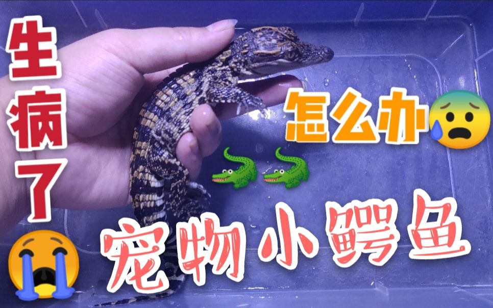 网购的宠物小鳄鱼生病了,貌似要凉凉了,我该怎么办
