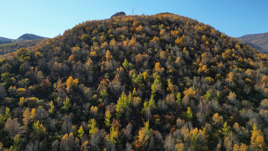 美丽的山川黄叶,五彩森林
